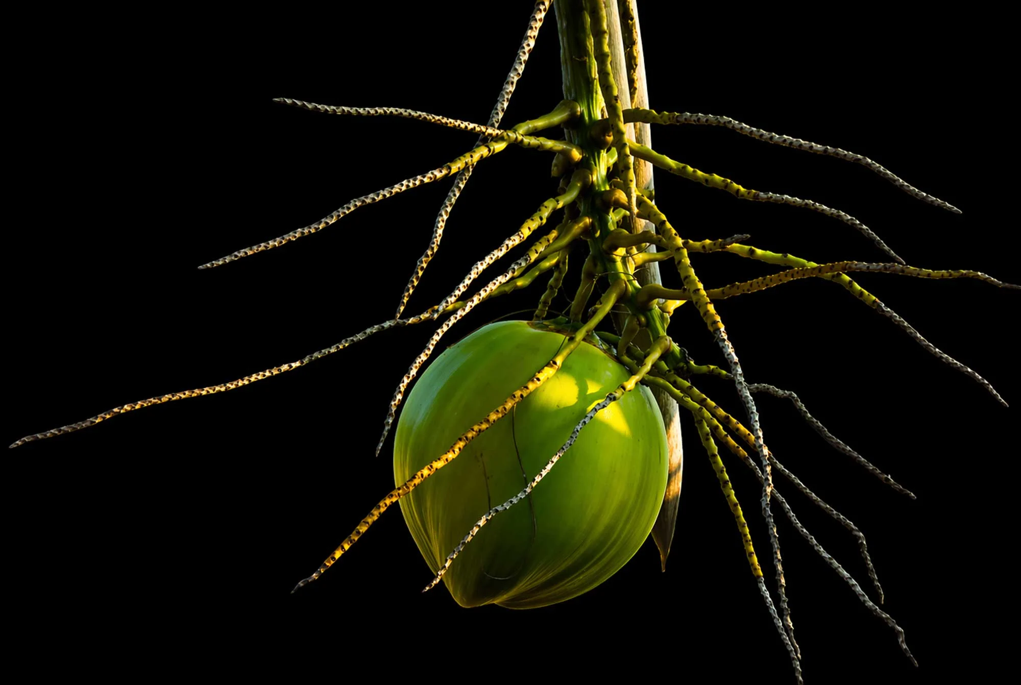 Why is Coconut Activated Carbon preferred for Air & Odour purification?